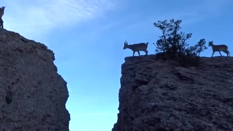 Family of Goats Jump Over Gap on Mountain😍