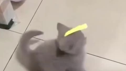 Cute Kitty, The most adorable video ever