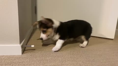 Corgi Disapproves of Doorstops