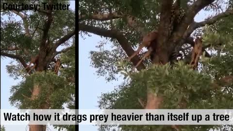 Leopard climbing tree WOW