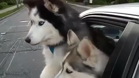 It's amazing! My dog is enjoying the passion of riding in my car