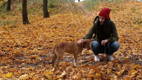 Young woman feeding cute dog in autumn park