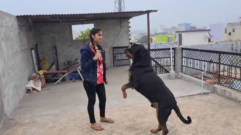 funny dog trainer