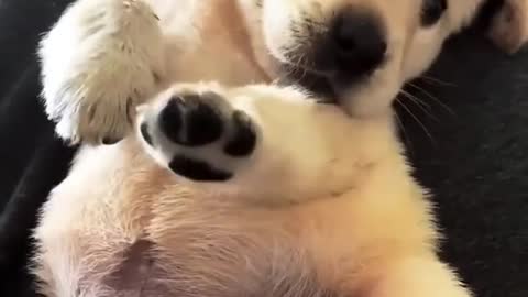 funny dog videos