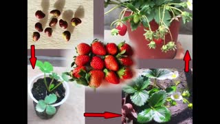 How to grow Strawberry at home garden