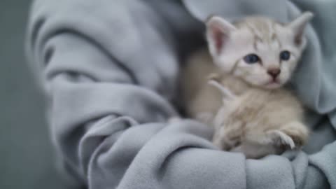 Beautiful cat video with 4k quality