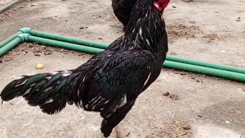 Aseel cock