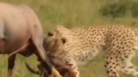Lion_hunting_a_topi_Impala_#shorts_#cheetahvsimpala(480p)