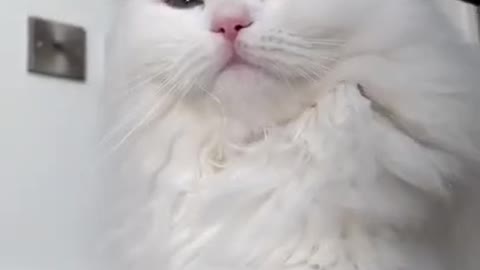 Top Funny "Cats Video"