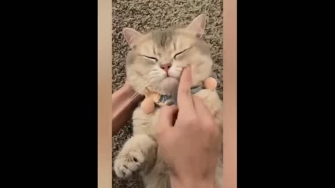 The best cat video of December funny video