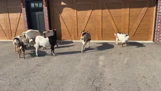 02 GOATS Going Wild Around the House 04.2020