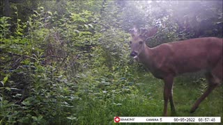 Backyard Trail Cams - Buck on the Trail