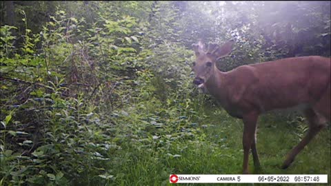 Backyard Trail Cams - Buck on the Trail