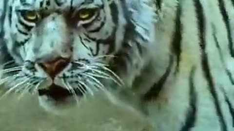 Bangali tiger