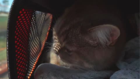 The cat enjoys traveling by train