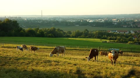 Fatty Female Cows In Field , Hungry Hungry Cows