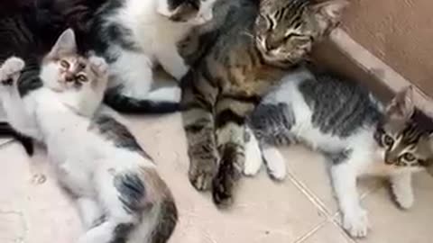 Cute cat and her kittens😘