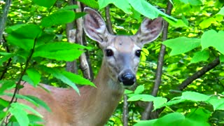 White-tailed deer