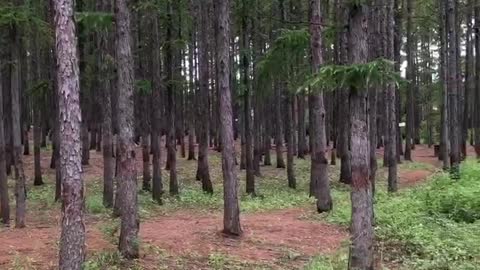 Pine forest after rain