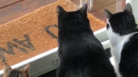 Brave Squirrel Taunts A Mesmerized Pack Of Cats