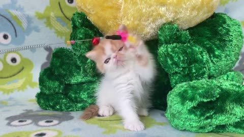 Exotic Shorthair Red and White male kitten