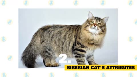 Siberian Cat: Fun Facts and Myths