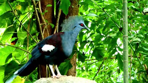 Blue Crowned Pigeon