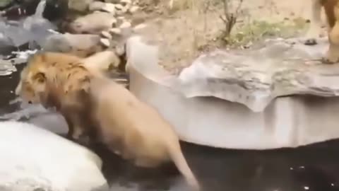 two lion swimming