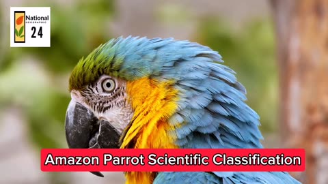 Amazon Parrot Scientific Classification | National Geographic 24