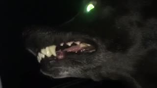 Black dog sticks head out car window air puffs up mouth