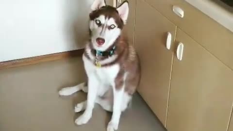 Stubborn Husky Dog Videos 😁😇 Best Funny Animal Videos 2022 😺 Funny Dog Videos 2022 😁