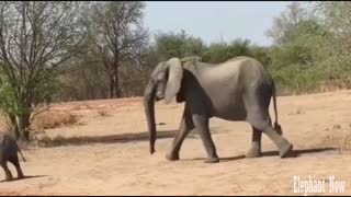 The Elephants ' Family Walk in Front Of Us And we're in the car.