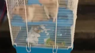 Man carries two rats in large blue and white cage