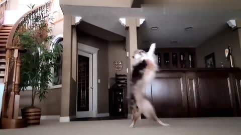 Best funny cats and dogs compilation 2021- 2