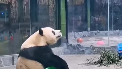 Panda is playing