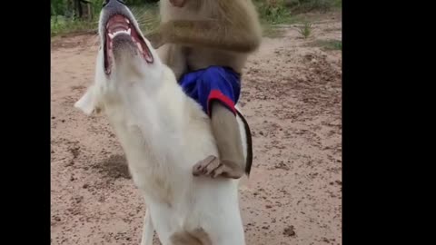 Monkey fun with Dog 😘🎇 Watch and enjoy