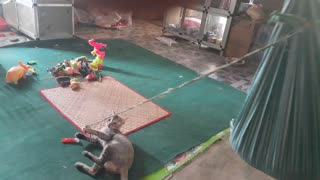 Cat Swings Kid To Sleep