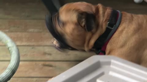 Dog Encounters Wasp