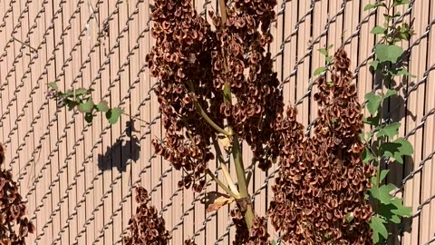 Rhubarb plant going to seed