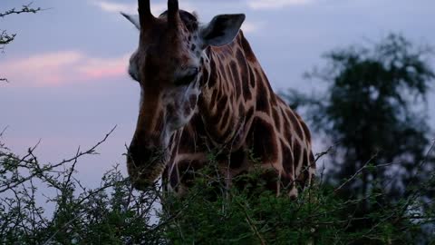 A Giraffe Feeding On Leaves