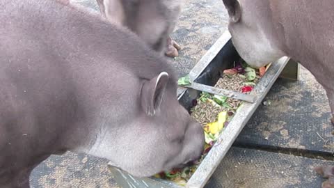 Tapirs Eating from Feeding Trough