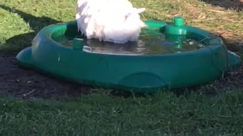 Curly, the Sebastopol goose making nest in pool