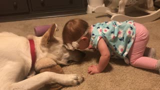 Dog Returns Kisses from Infant Girl
