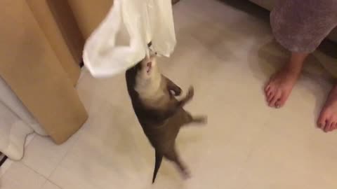 Heli-otter attacks and spins like a helicopter