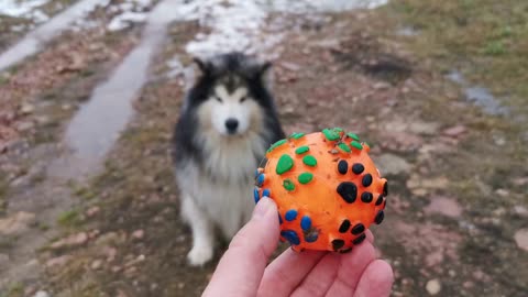 A Siberian Husky Learning To Play With A Ball