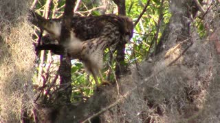 Red Shoulder Hawk vs Snake