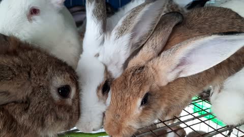 Con thỏ, động vật dễ thương | Rabbit