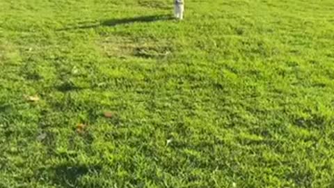 Puppy running in the park