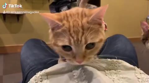 So cute!! This kitten loves to be on top of owner.