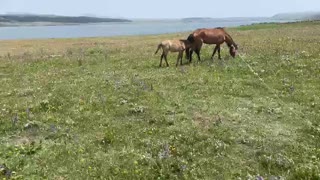 Mother horse and her baby horse are eating grass in the meadow